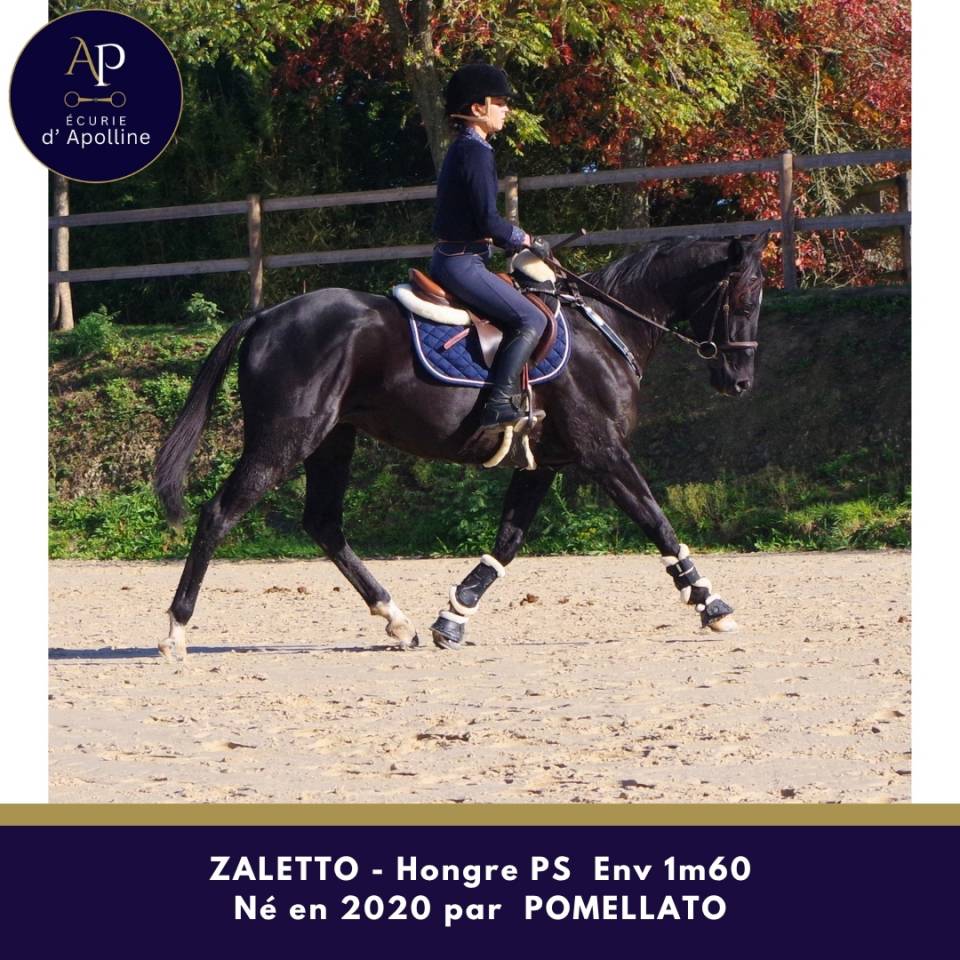 Caballo castrado Pura Sangre En venta 2020 Negro