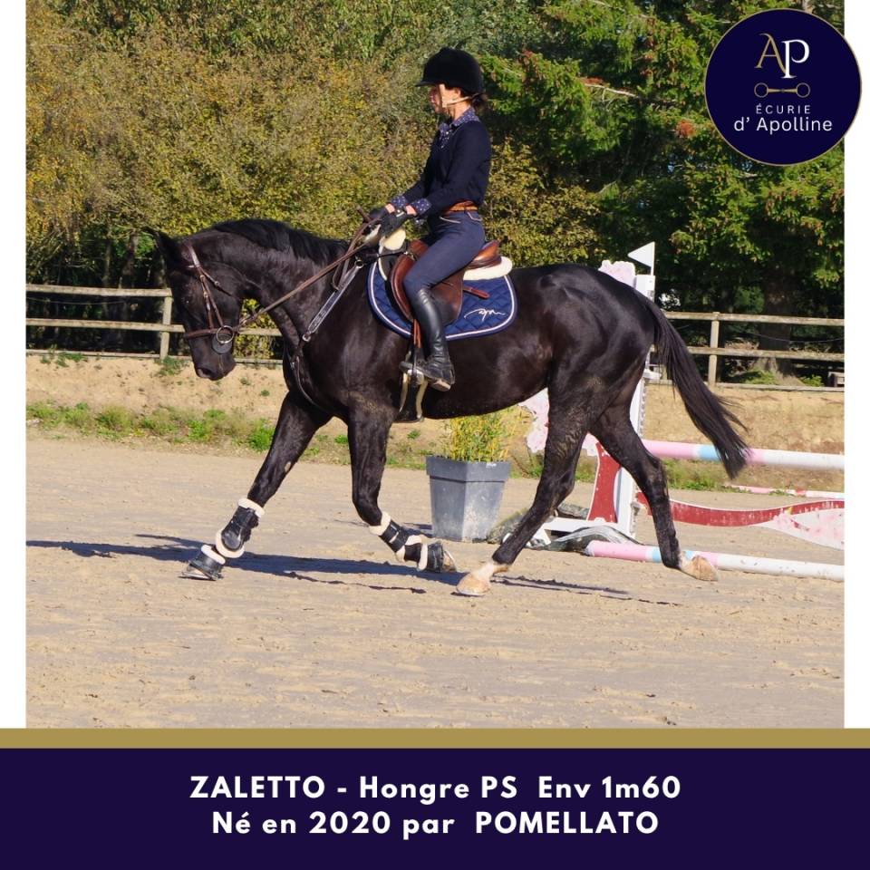 Caballo castrado Pura Sangre En venta 2020 Negro