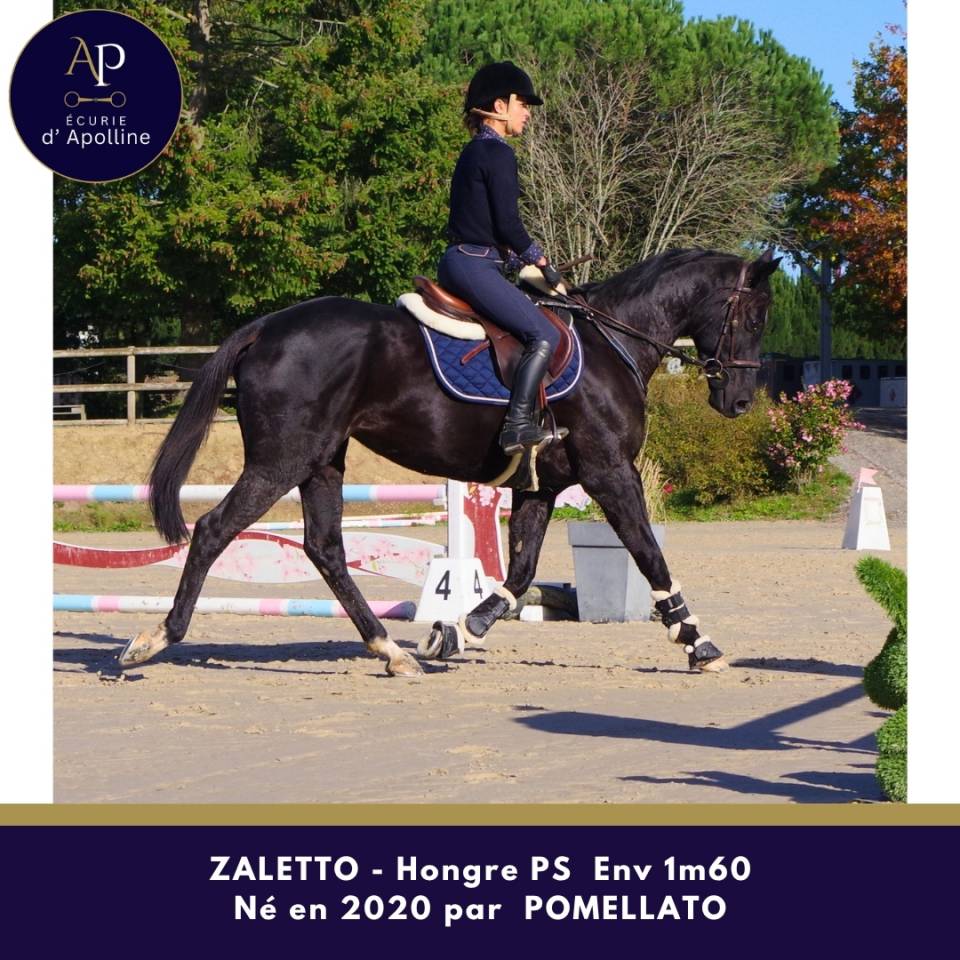 Caballo castrado Pura Sangre En venta 2020 Negro