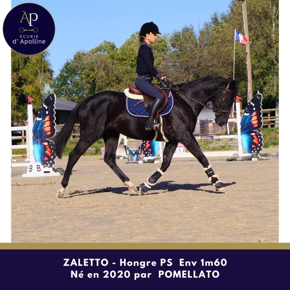 Caballo castrado Pura Sangre En venta 2020 Negro