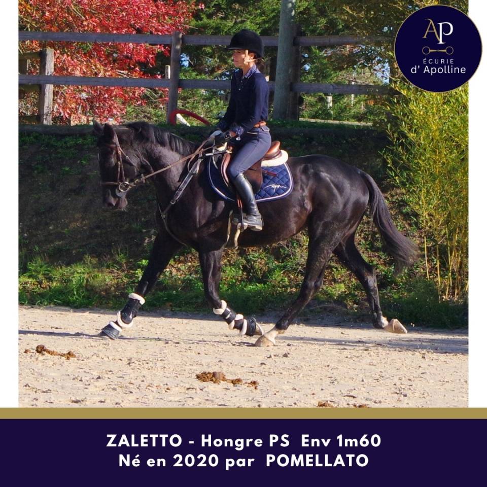 Caballo castrado Pura Sangre En venta 2020 Negro