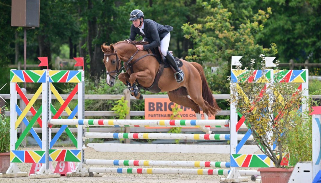 Caballo castrado Silla Franc&eacute;s En venta 2020 Alaz&aacute;n por QLASSIC BOIS MARGOT