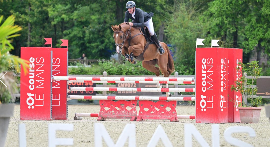 Caballo castrado Silla Franc&eacute;s En venta 2020 Alaz&aacute;n por QLASSIC BOIS MARGOT