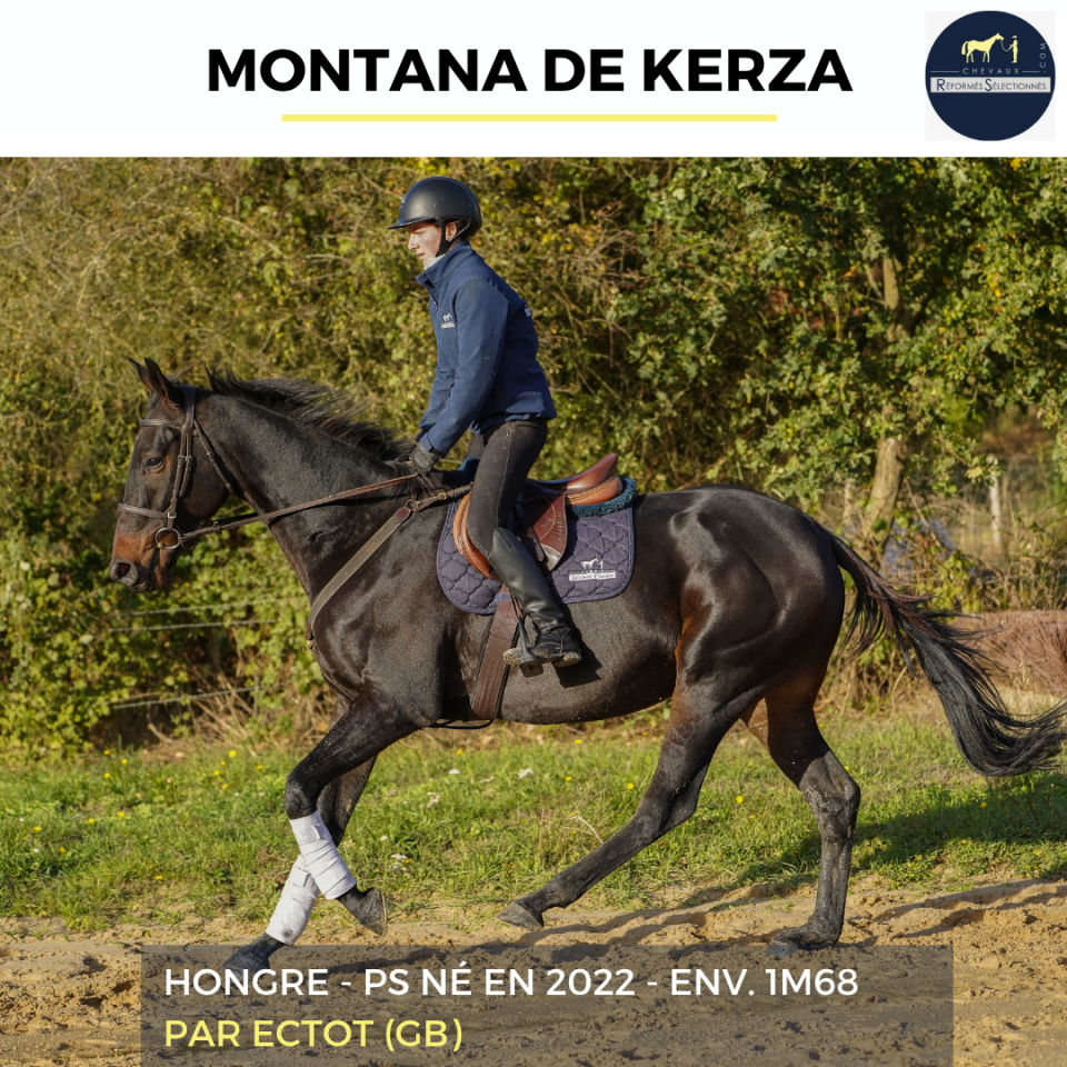 Caballo castrado Pura Sangre En venta 2022 Bayo