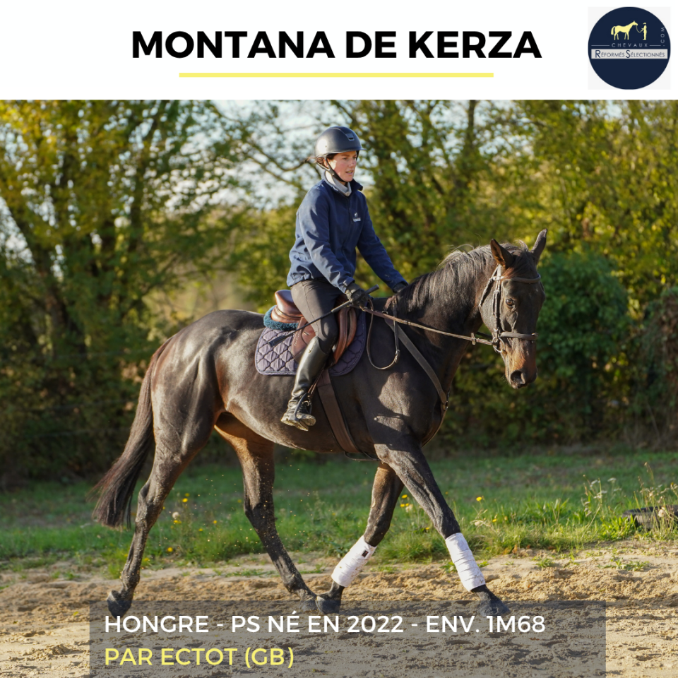 Caballo castrado Pura Sangre En venta 2022 Bayo