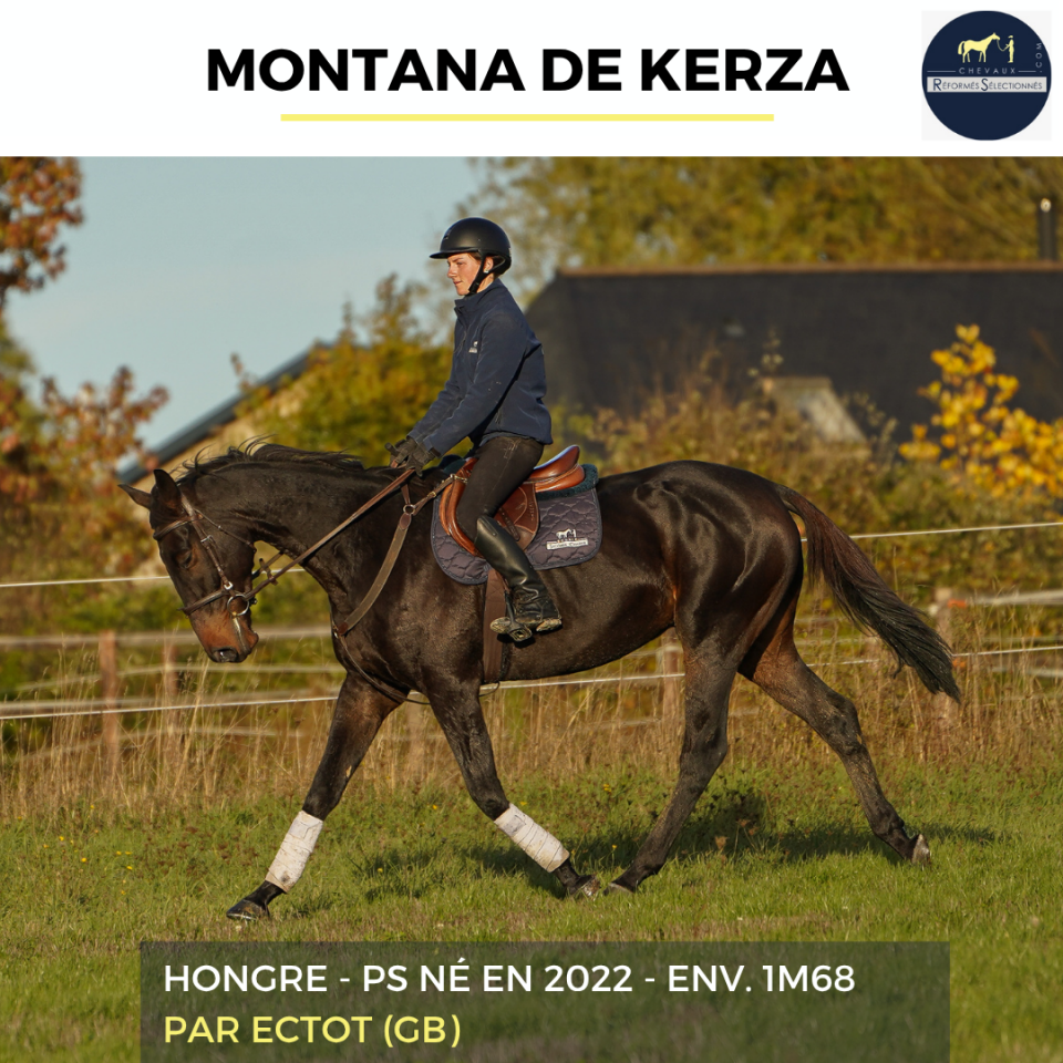 Caballo castrado Pura Sangre En venta 2022 Bayo