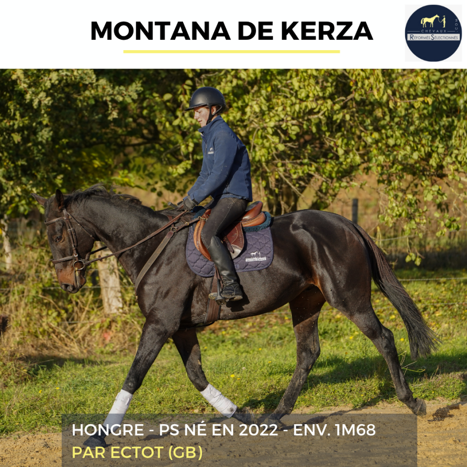 Caballo castrado Pura Sangre En venta 2022 Bayo
