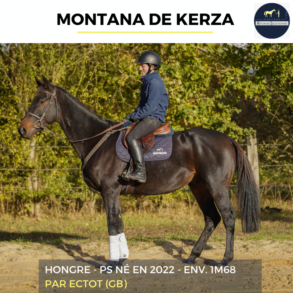 Caballo castrado Pura Sangre En venta 2022 Bayo