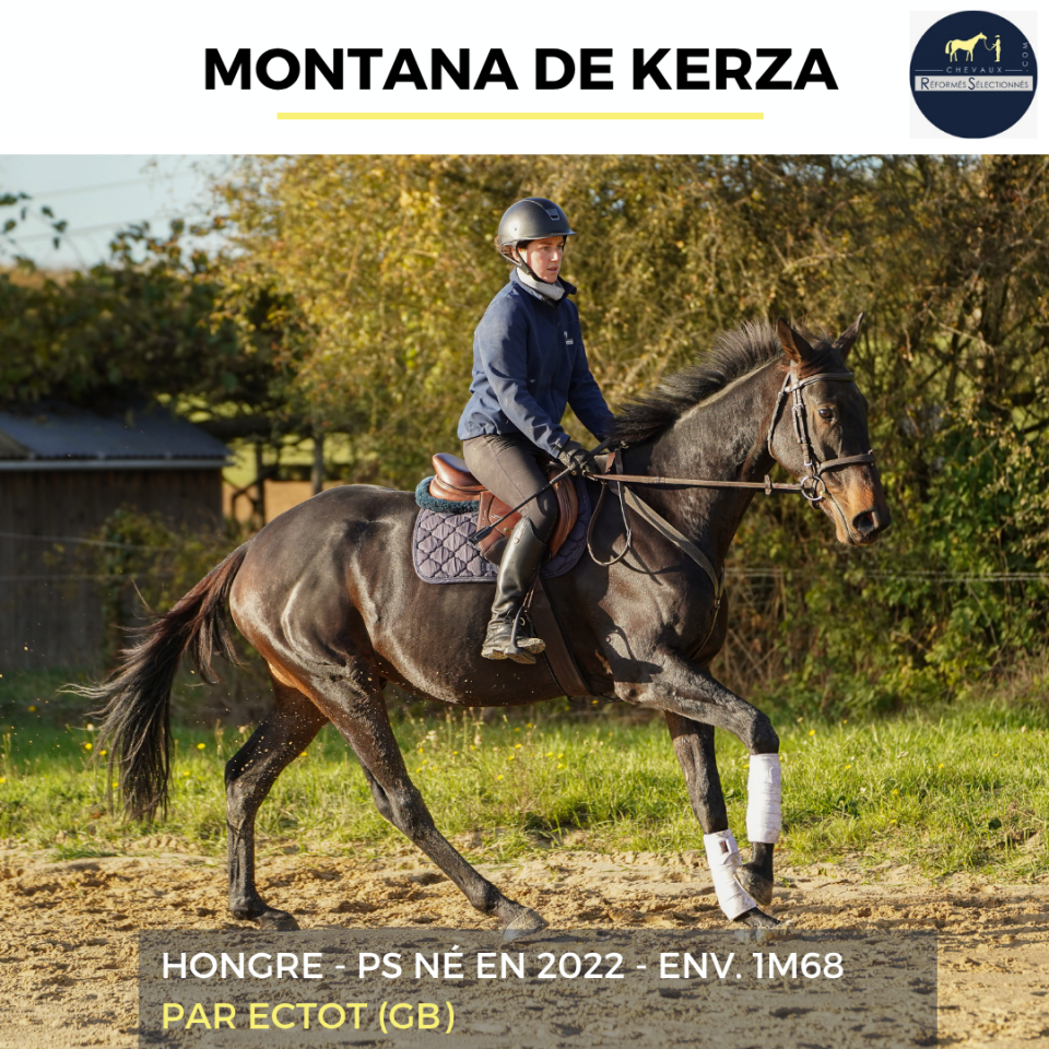 Caballo castrado Pura Sangre En venta 2022 Bayo
