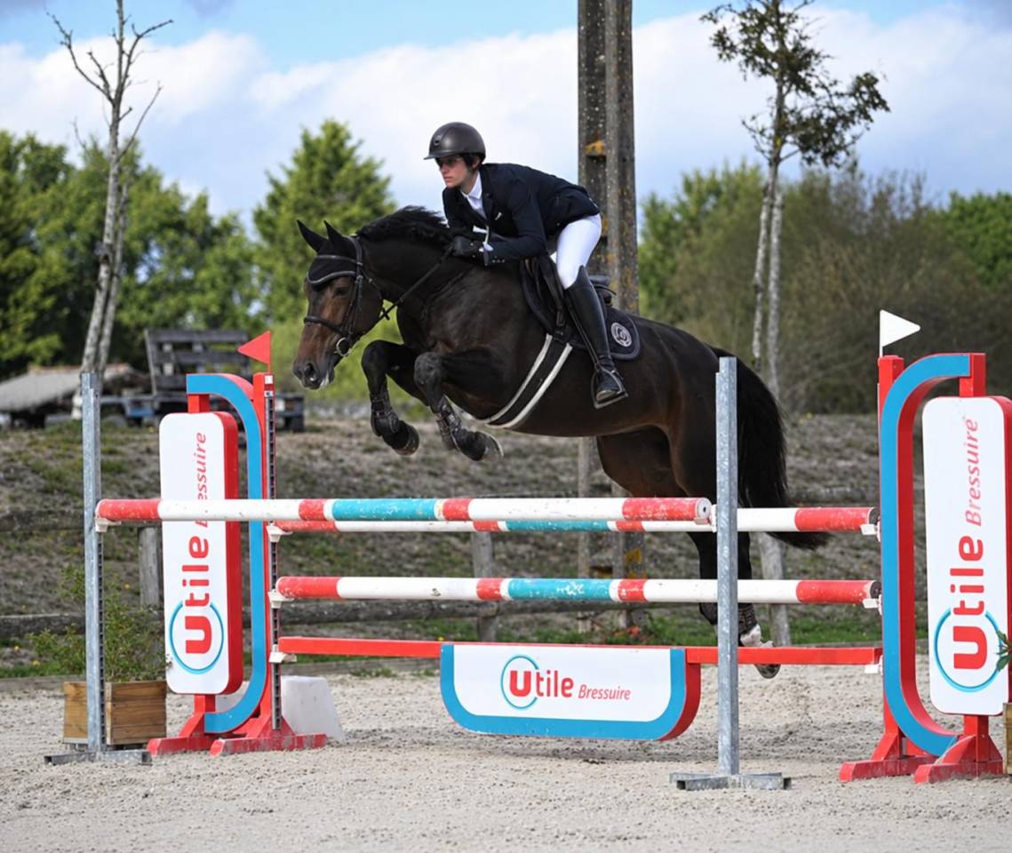 Caballo castrado Silla Franc&eacute;s En venta 2020 Bayo