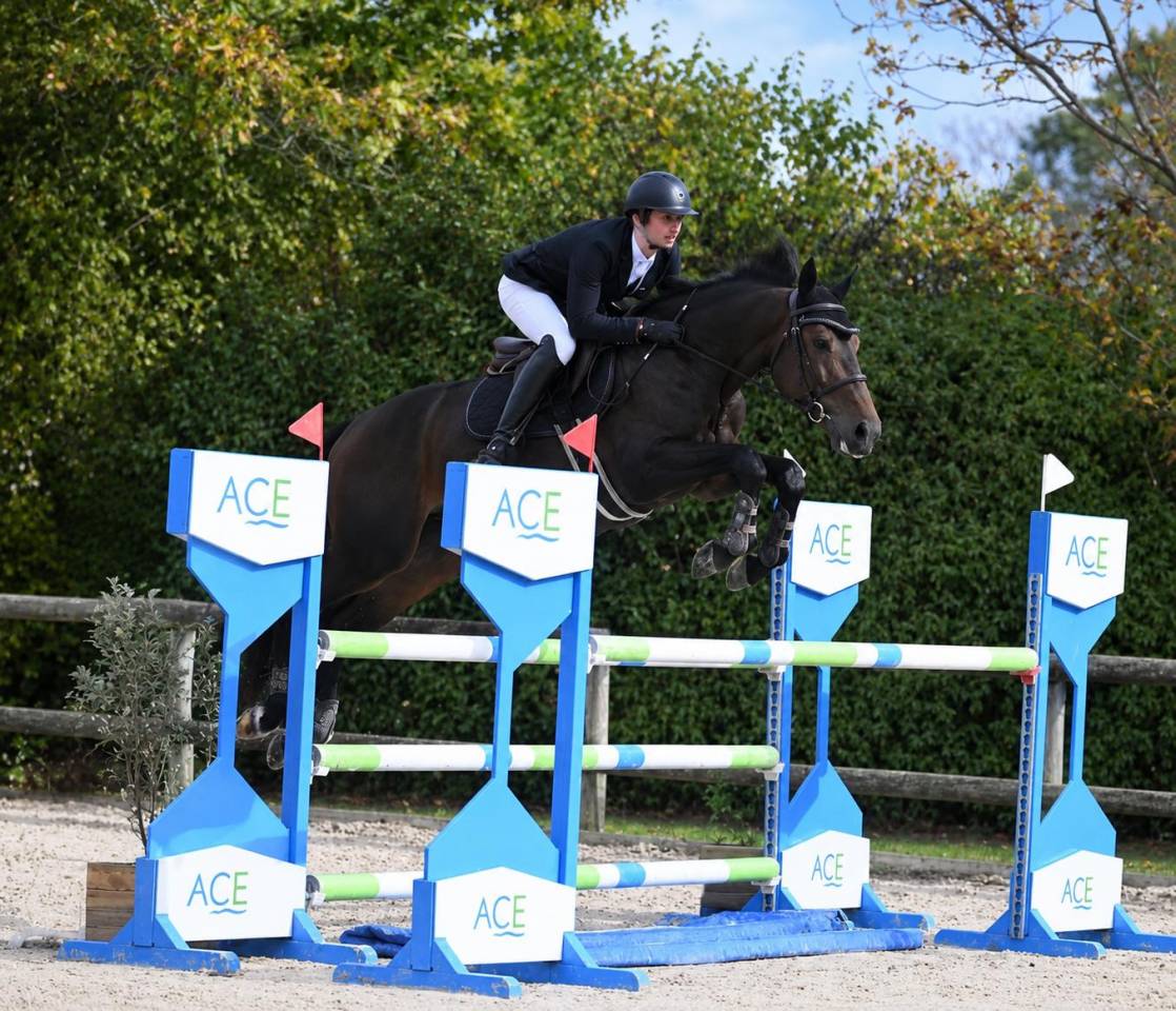 Caballo castrado Silla Franc&eacute;s En venta 2020 Bayo
