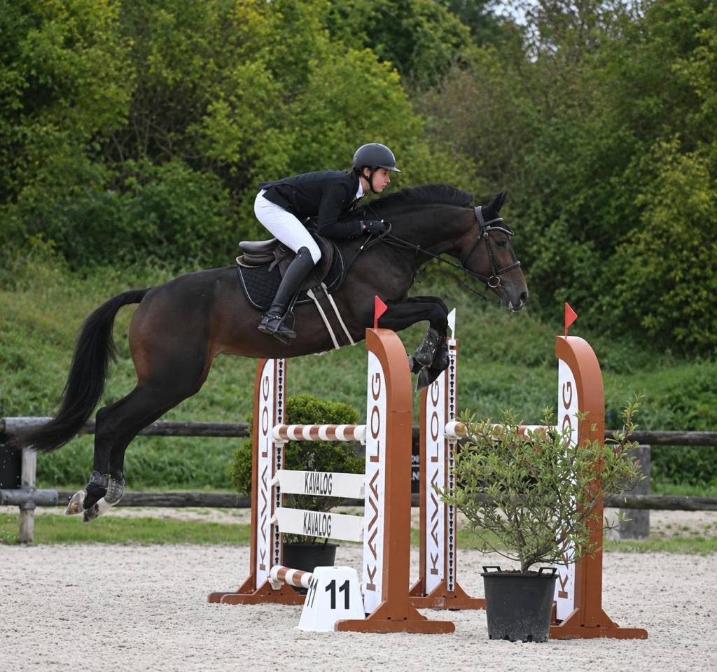 Caballo castrado Silla Franc&eacute;s En venta 2020 Bayo