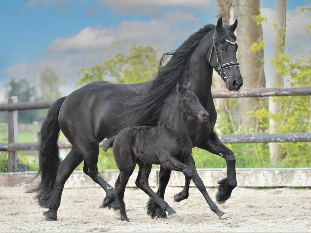 Potranca Fris&oacute;n En venta 2026 Negro por jehannes 484