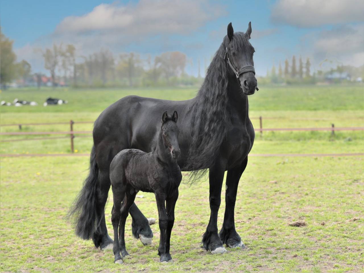 Potranca Fris&oacute;n En venta 2026 Negro por jehannes 484