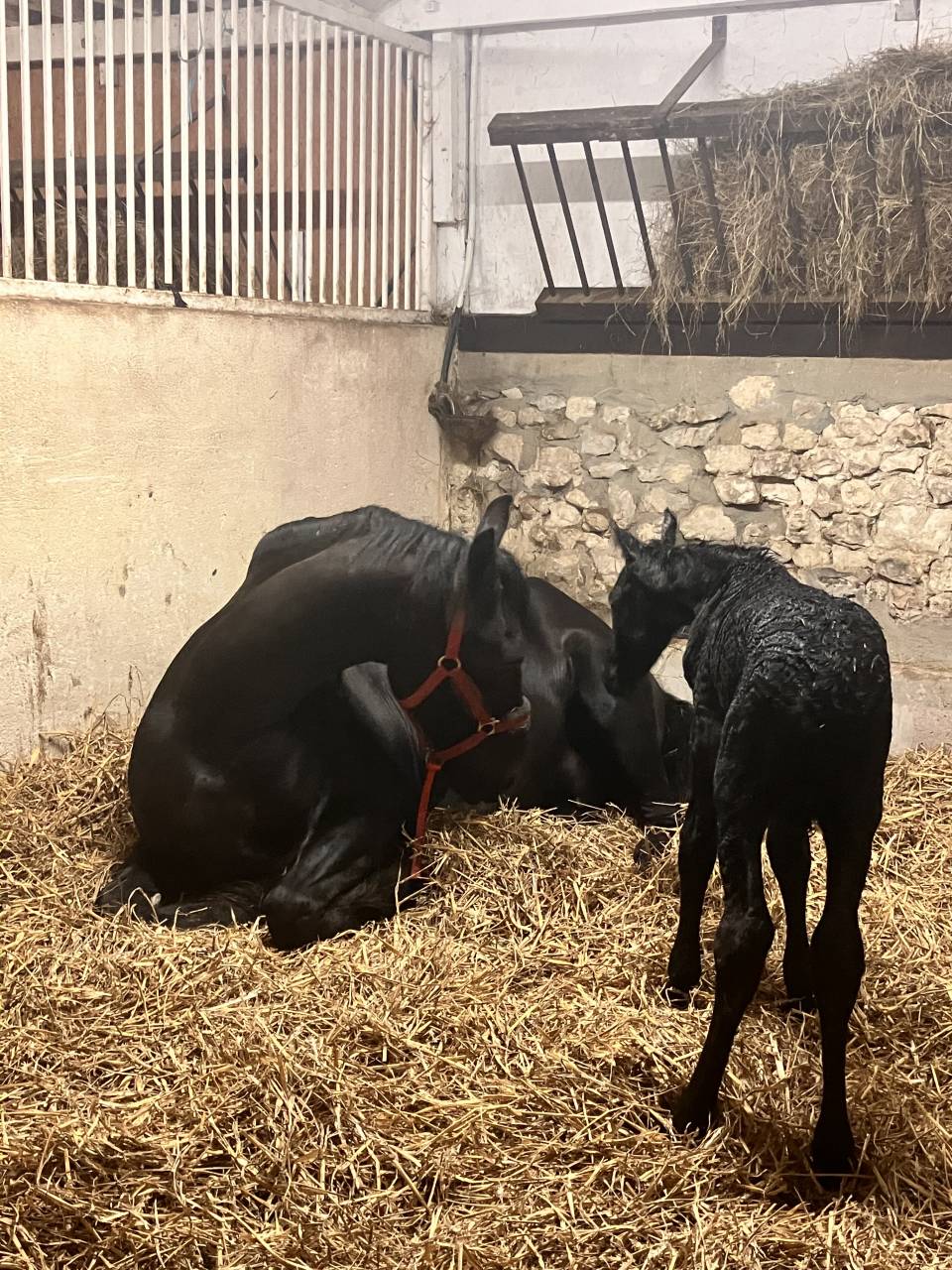 Potranca Fris&oacute;n En venta 2026 Negro por jehannes 484