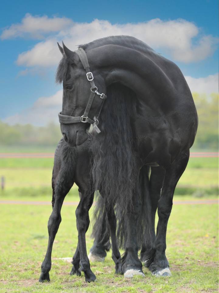 Potranca Fris&oacute;n En venta 2026 Negro por jehannes 484