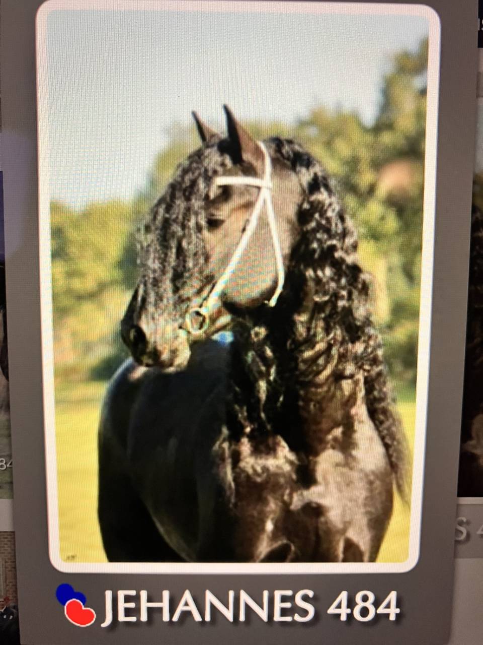 Potranca Fris&oacute;n En venta 2026 Negro por jehannes 484
