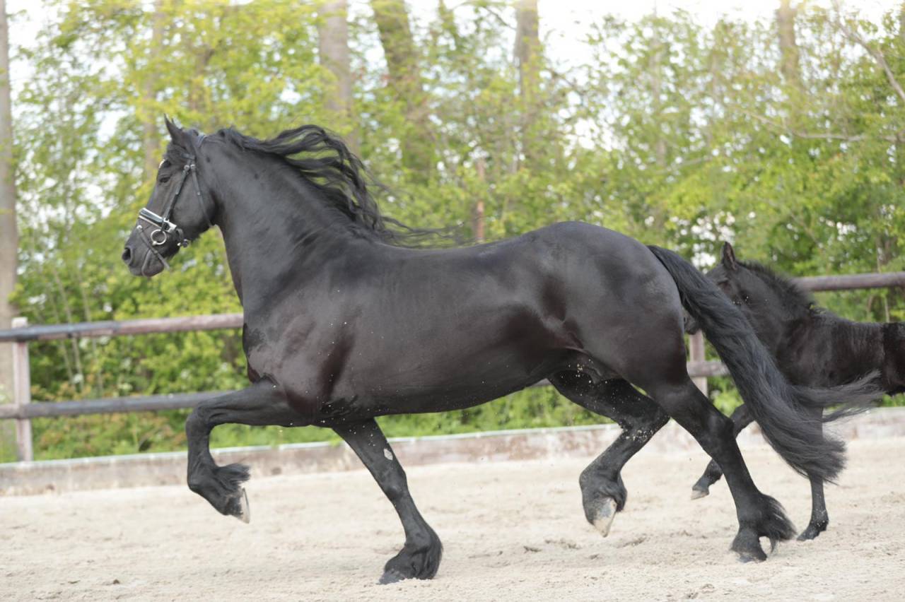 Potranca Fris&oacute;n En venta 2026 Negro por jehannes 484