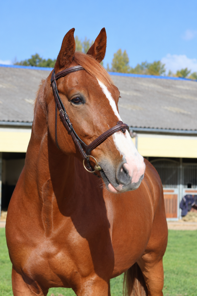 Caballo castrado Silla Franc&eacute;s En venta 2017 Alaz&aacute;n por Andiamo semilly