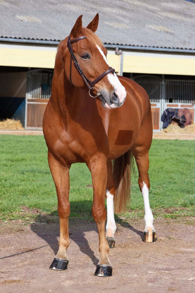 Caballo castrado Silla Franc&eacute;s En venta 2017 Alaz&aacute;n por Andiamo semilly