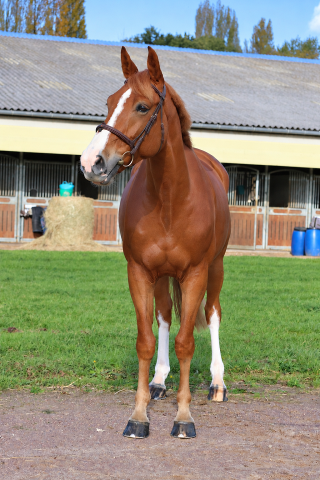 Caballo castrado Silla Franc&eacute;s En venta 2017 Alaz&aacute;n por Andiamo semilly