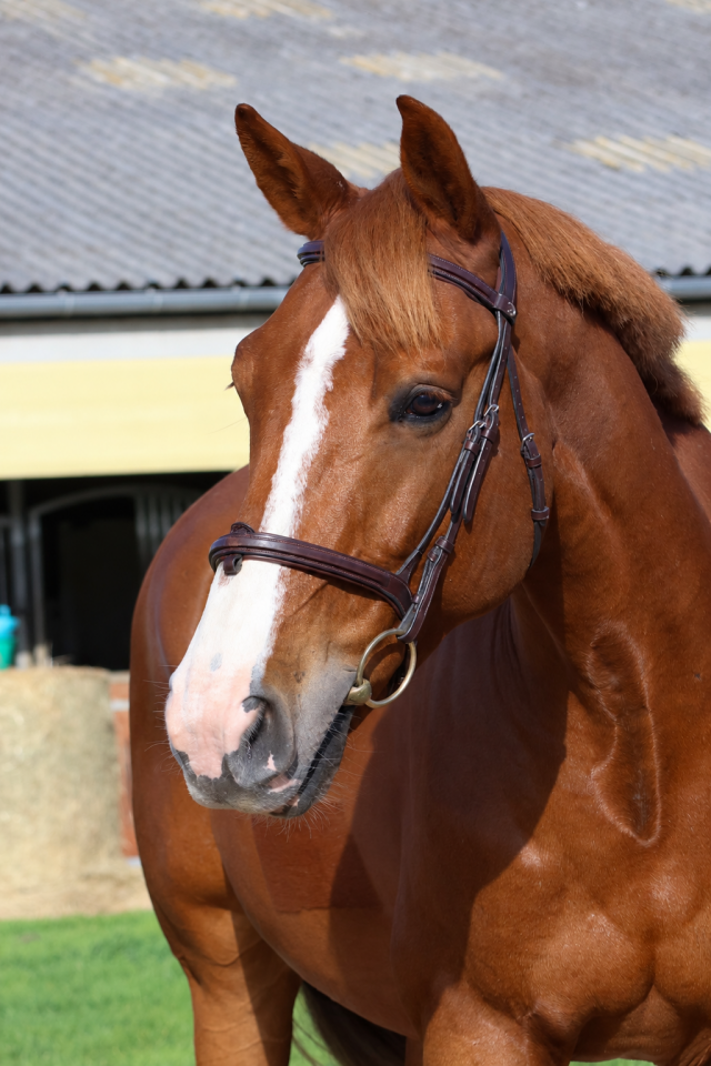 Caballo castrado Silla Franc&eacute;s En venta 2017 Alaz&aacute;n por Andiamo semilly