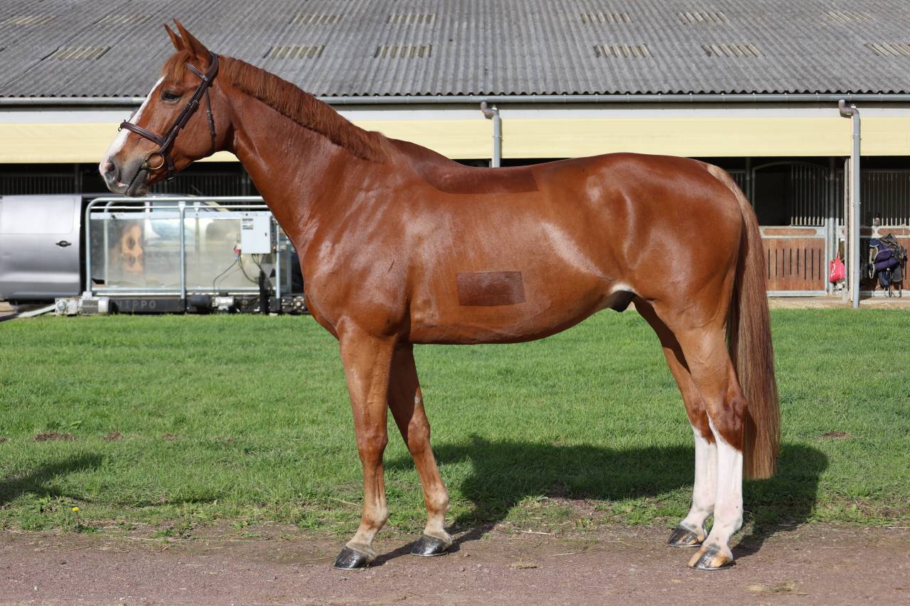 Caballo castrado Silla Franc&eacute;s En venta 2017 Alaz&aacute;n por Andiamo semilly