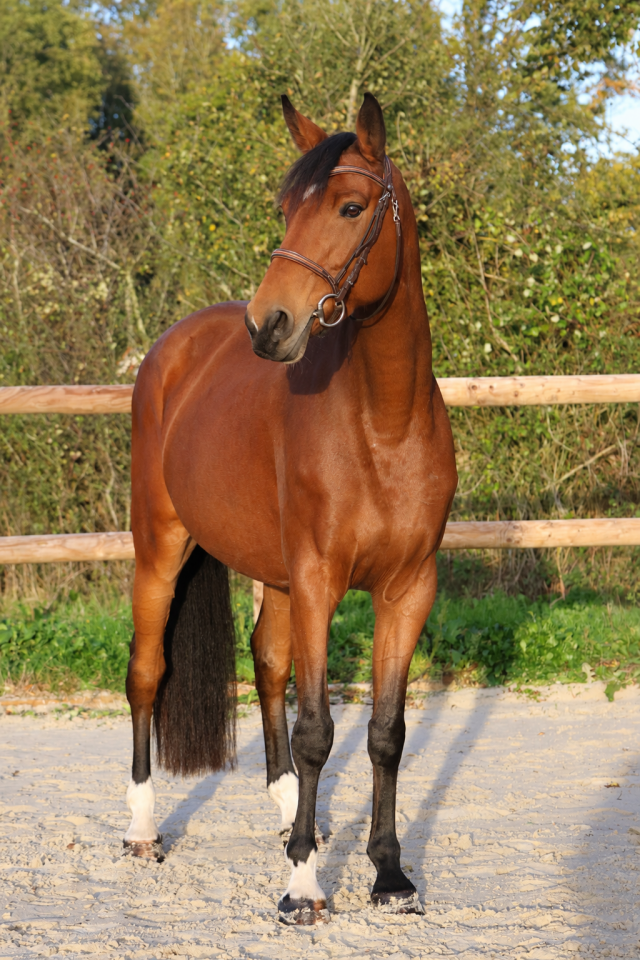 Yegua Silla Franc&eacute;s En venta 2019 Bayo por Dingo Louvo