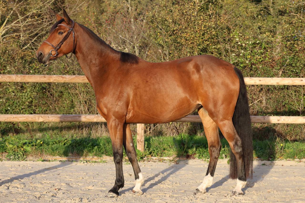Yegua Silla Franc&eacute;s En venta 2019 Bayo por Dingo Louvo