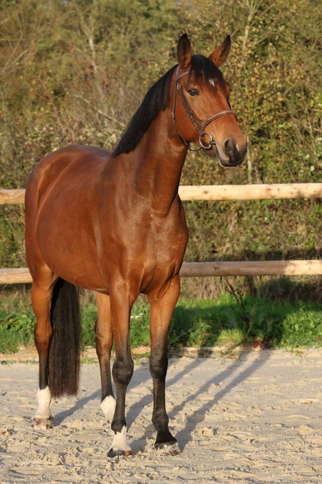 Yegua Silla Franc&eacute;s En venta 2019 Bayo por Dingo Louvo