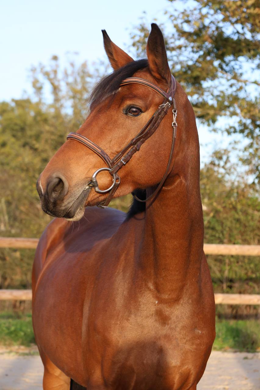 Yegua Silla Franc&eacute;s En venta 2019 Bayo por Dingo Louvo