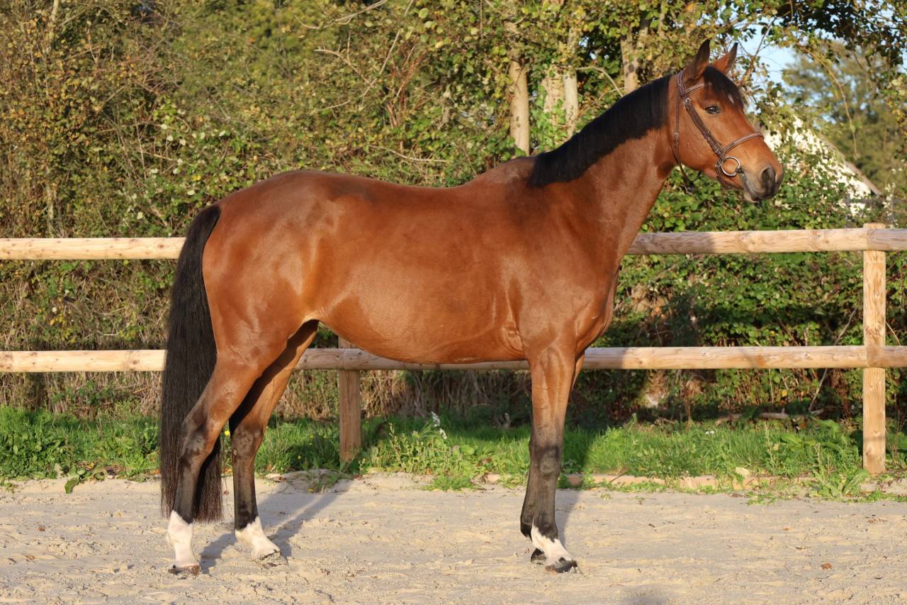 Yegua Silla Franc&eacute;s En venta 2019 Bayo por Dingo Louvo