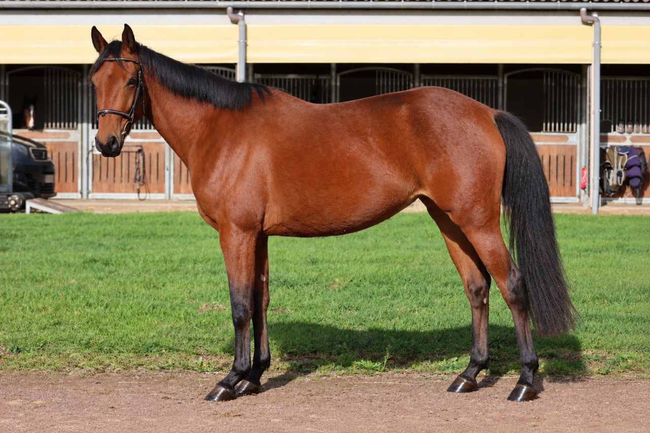Yegua Origine Constat&eacute;e En venta 2023 Bayo por BLUFF TER DOORN Z