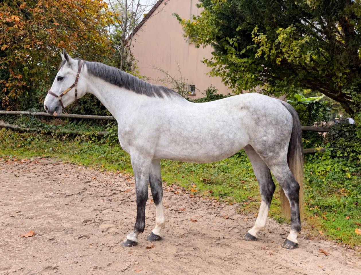 Yegua Zangersheide En venta 2020 Tordo por Chaiton F Z