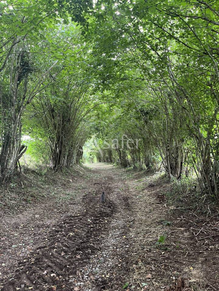 Explotaci&oacute;n forestal En venta Orne