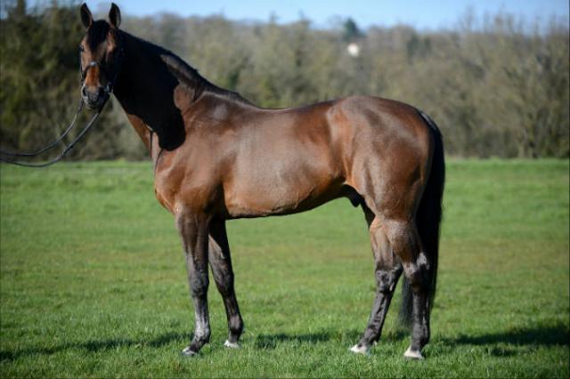 Con Air - Holsteiner 1997 por CONTENDER