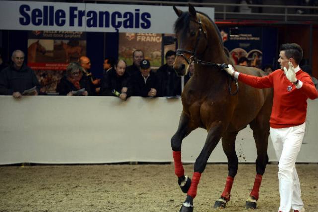 Con Air - Holsteiner 1997 por CONTENDER