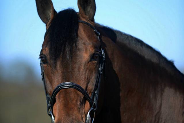 Con Air - Holsteiner 1997 por CONTENDER