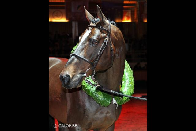 Toulon - BWP Caballo de Sangre Belga 1996 por HEARTBREAKER