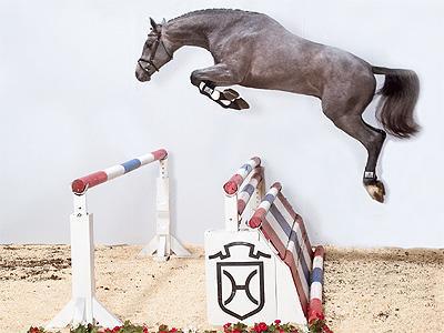 Clarimo - Holsteiner 2003 por CLEARWAY HOLST