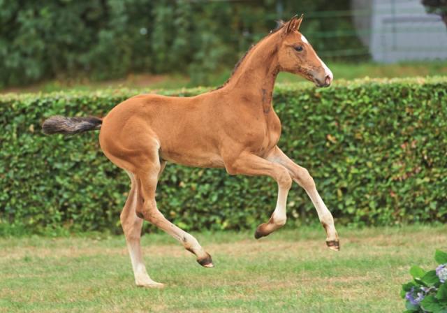 Clarimo - Holsteiner 2003 por CLEARWAY HOLST