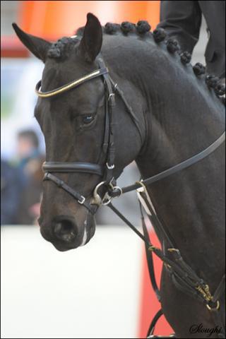 Diarado - Holsteiner 2005 por DIAMANT DE SEMILLY SFA