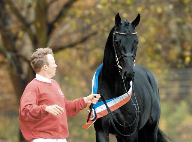 Diarado - Holsteiner 2005 por DIAMANT DE SEMILLY SFA