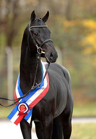 Diarado - Holsteiner 2005 por DIAMANT DE SEMILLY SFA