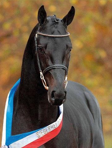 Diarado - Holsteiner 2005 por DIAMANT DE SEMILLY SFA