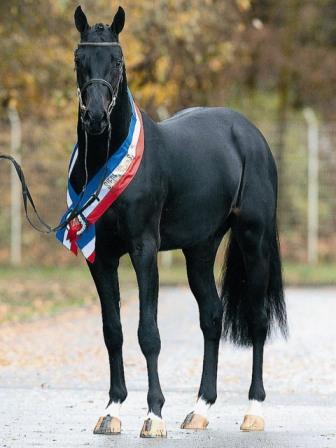 Diarado - Holsteiner 2005 por DIAMANT DE SEMILLY SFA