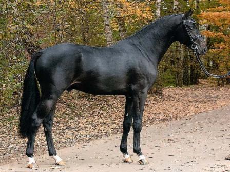 Diarado - Holsteiner 2005 por DIAMANT DE SEMILLY SFA