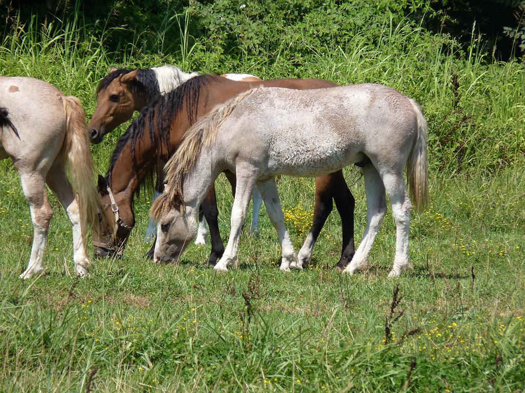 Semental Curly En venta 2014 Pío por JACK DANIELS