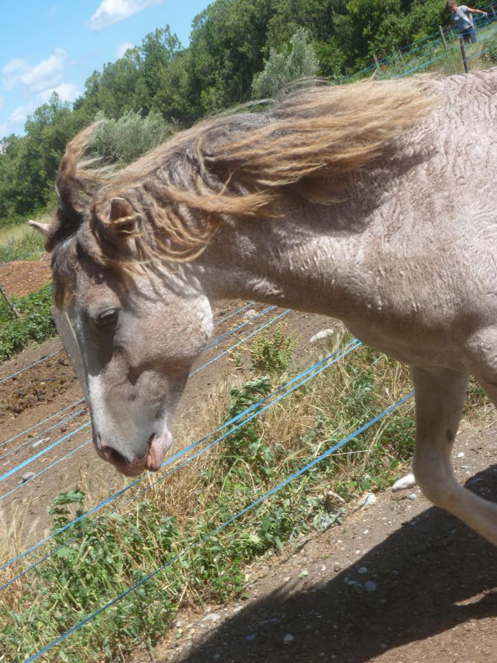 Semental Curly En venta 2014 Pío por JACK DANIELS