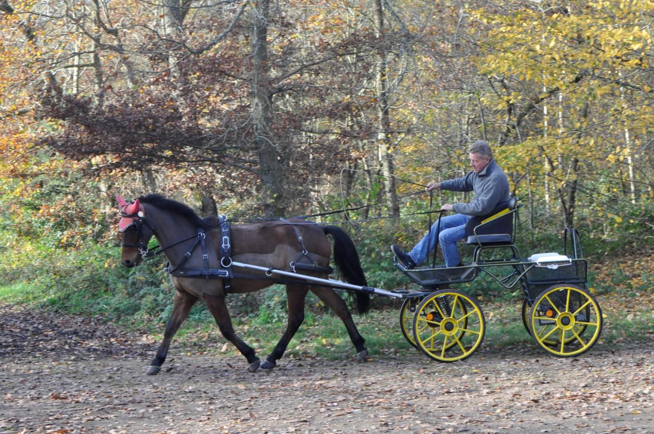 Caballo castrado New Forest En venta 2009 Bayo